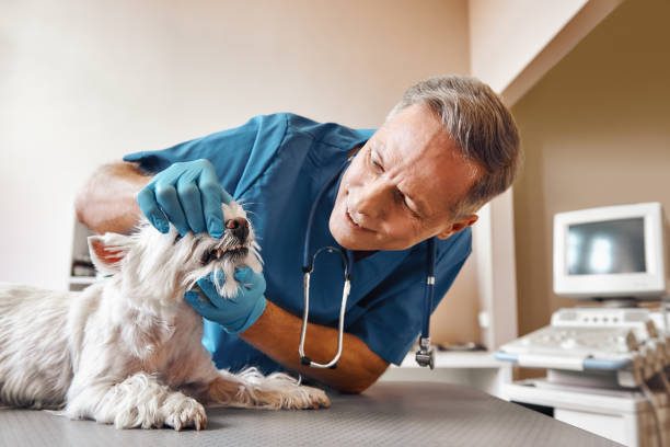Best After-Hours Emergency Dentist in Centreville, MS